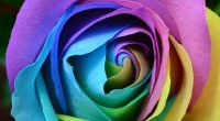 Colorful Rose 4K9407912204 200x110 - Colorful Rose 4K - Rose, Colorful, Bokeh